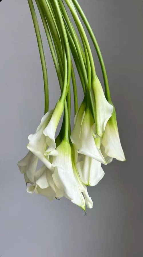 Kalla