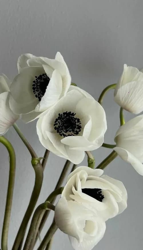 Poppy