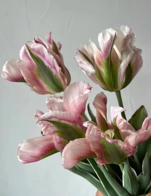 Parrot Tulips
