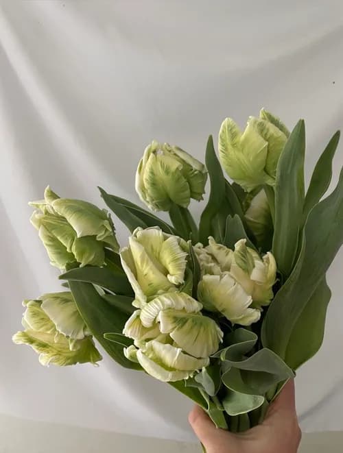 Parrot Tulips
