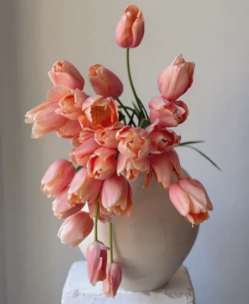 Tulips